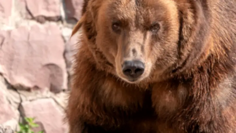 Floride : un ours de 120 kg tue un homme de 89 ans et son chien