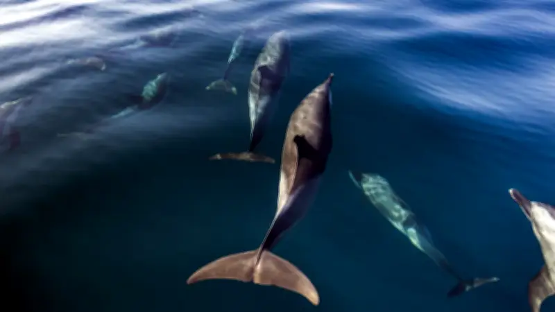 Floride : un pêcheur tue des dauphins au fusil à pompe et écope de 30 jours de prison