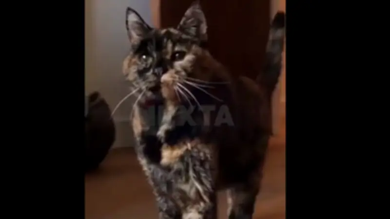 Flossie, la chatte la plus vieille du monde, fête ses 30 ans