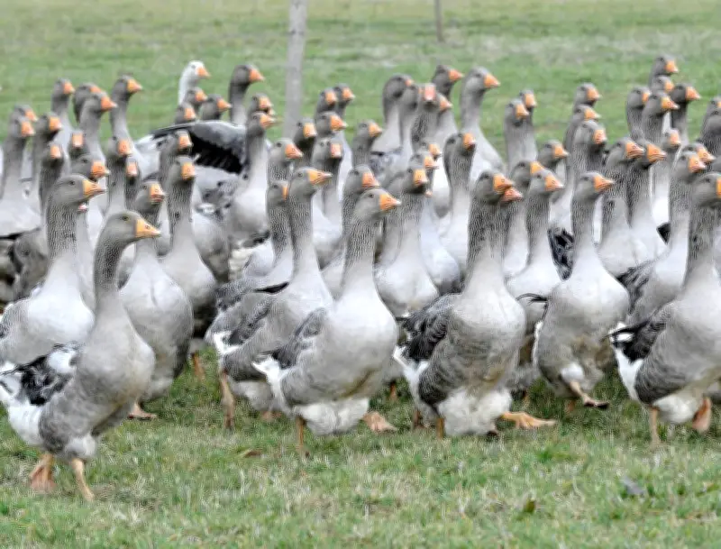 Foie gras du Périgord : IGP Oie, grippe aviaire et défis de la filière