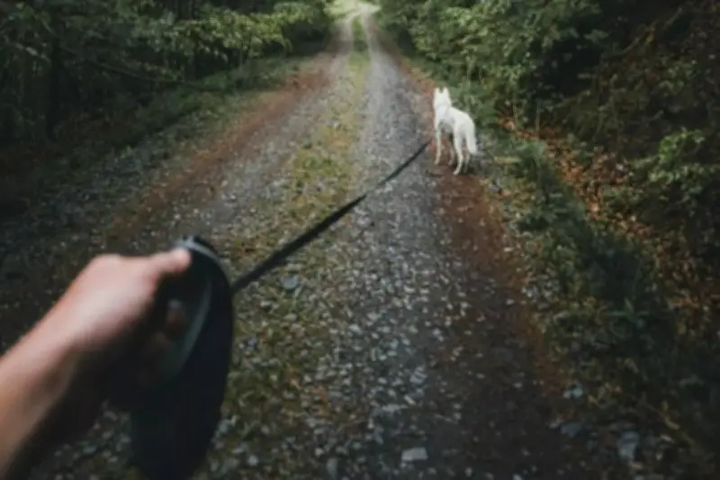 Forêts : laisse obligatoire pour les chiens du 15 avril au 30 juin 2026