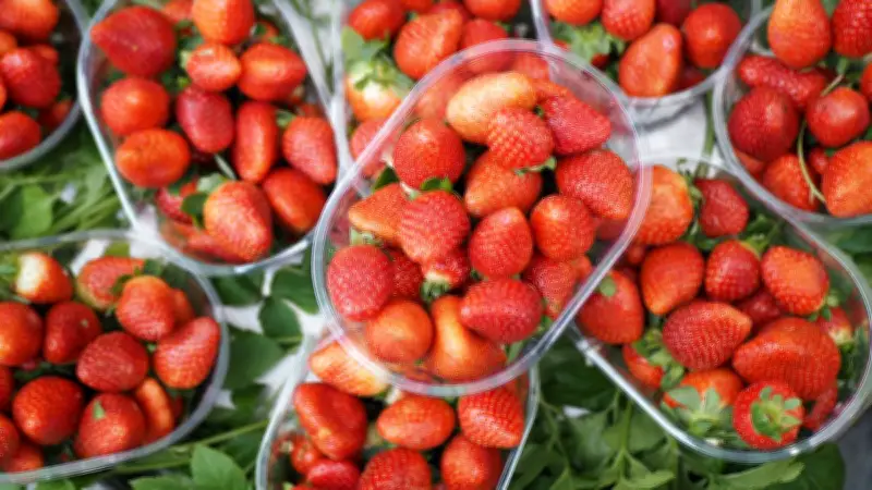 Fraise française : une baisse des prix en rayon grâce à une production abondante et une météo favorable