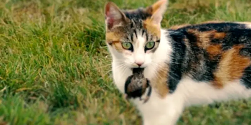 France TV dévoile '30 Millions d'Ennemis' : la face cachée de l'agressivité animale