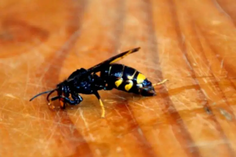 Frelons asiatiques : une astuce écologique pour les éloigner sans produits chimiques