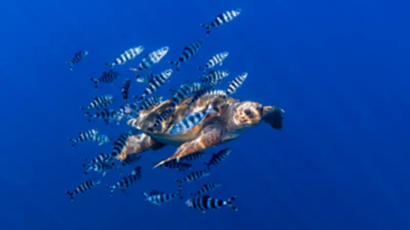 Frontignan : recherches de pontes de tortues caouannes sur la plage des Aresquiers