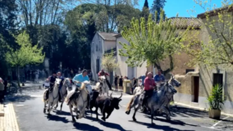 Fête de printemps à Saint-Nazaire-de-Pézan : le retour triomphal des taureaux