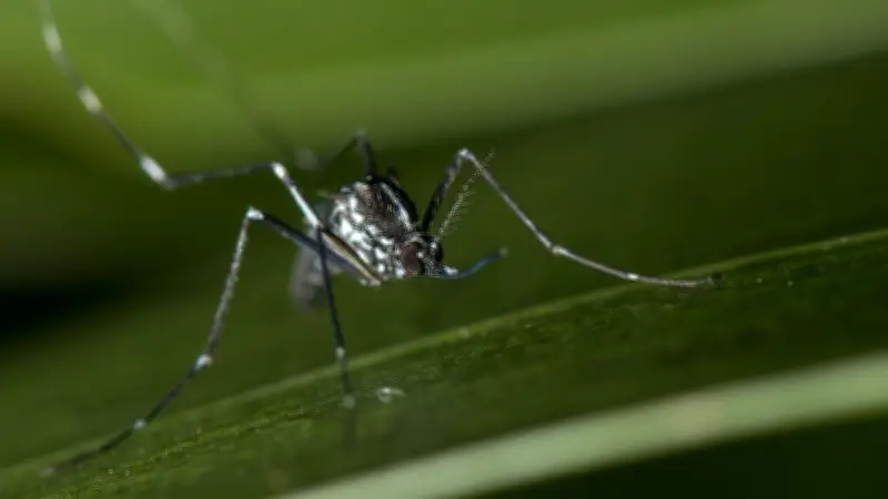 Gard : plus de 70 cas de dengue et chikungunya en 2025, l'ARS lance l'alerte