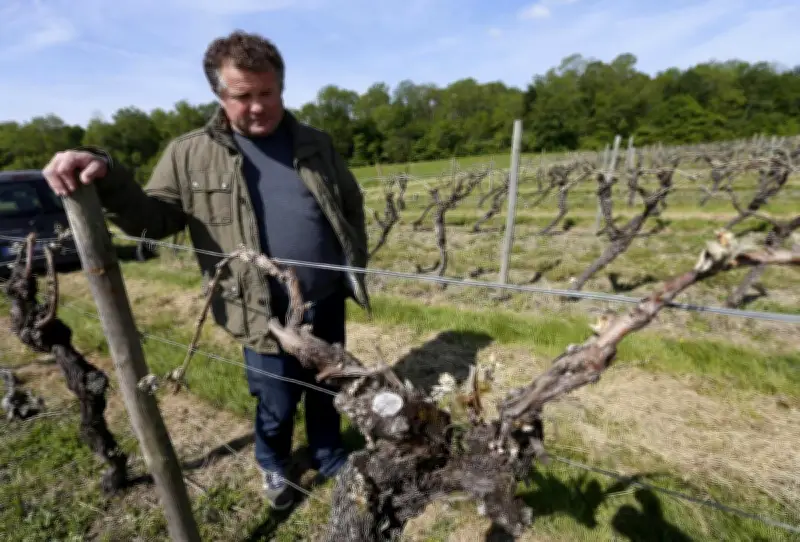 Gel de 2019 dans le cognac : 12 000 hectares touchés