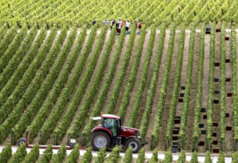 Gel dévastateur en Champagne : 40% des bourgeons détruits, pire épisode depuis 2003
