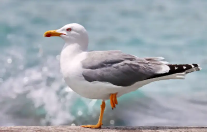 Goélands loin des côtes : une adaptation surprenante révélée par la science