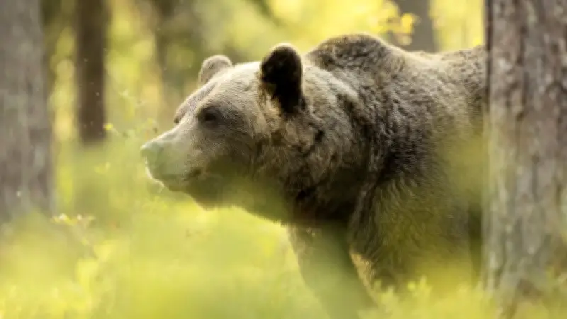 Grèce : un ours pousse un randonneur dans un ravin, mortel