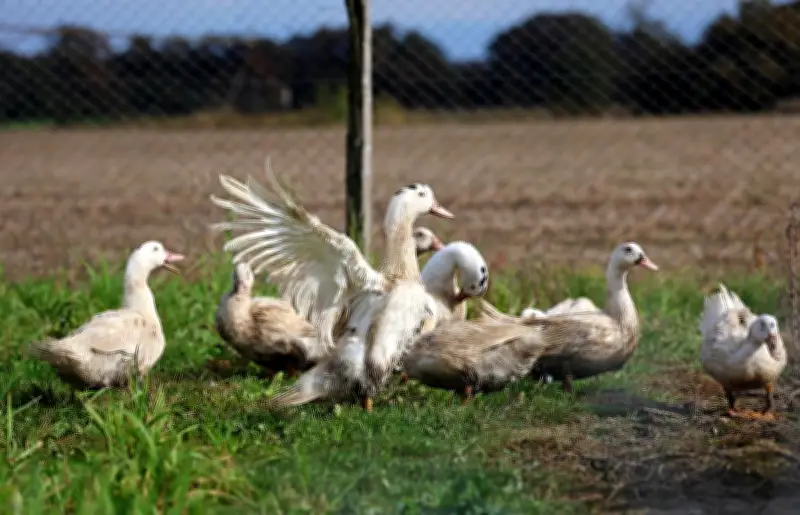 Grippe aviaire : le risque abaissé de « élevé » à « modéré » à partir de lundi