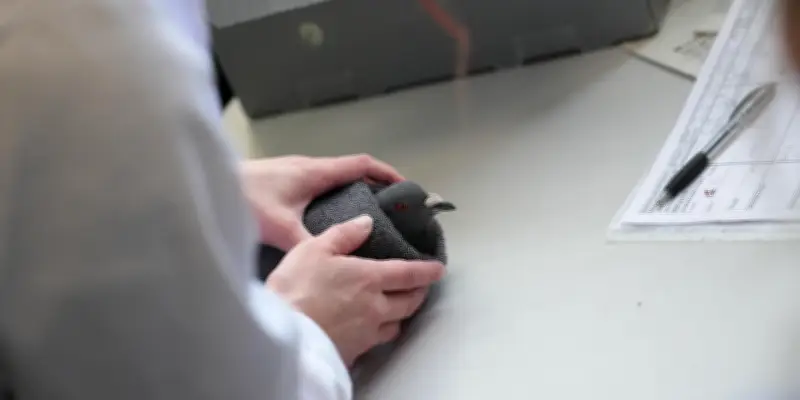 Grippe aviaire : risque abaissé de élevé à modéré en France métropolitaine