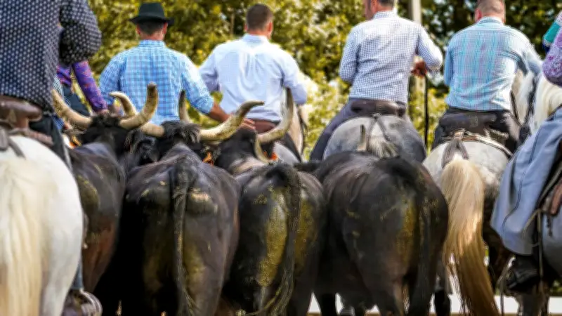 Groupama jette l'éponge : les fêtes votives menacées en Camargue