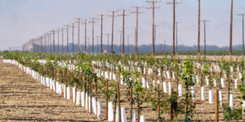 Guerre en Iran : les producteurs californiens de noix et pistaches en difficulté