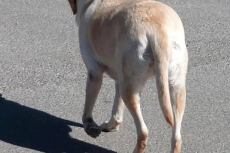 Hautes-Alpes : alerte à l'empoisonnement de chiens près du lac de Pelleautier