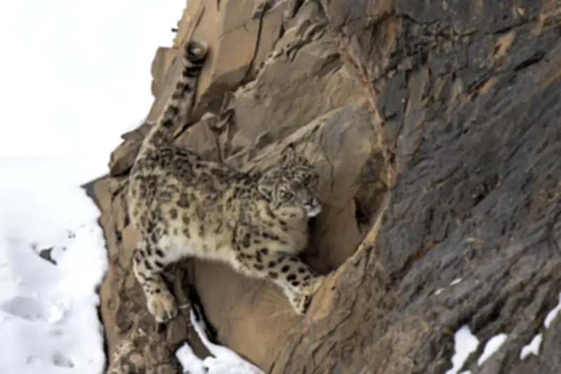 Himalaya : Léopards et panthères des neiges en compétition forcée par l'activité humaine