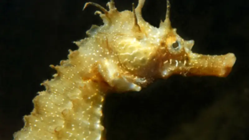 Hippocampes dans le port de Frontignan : un signe de bonne santé écologique