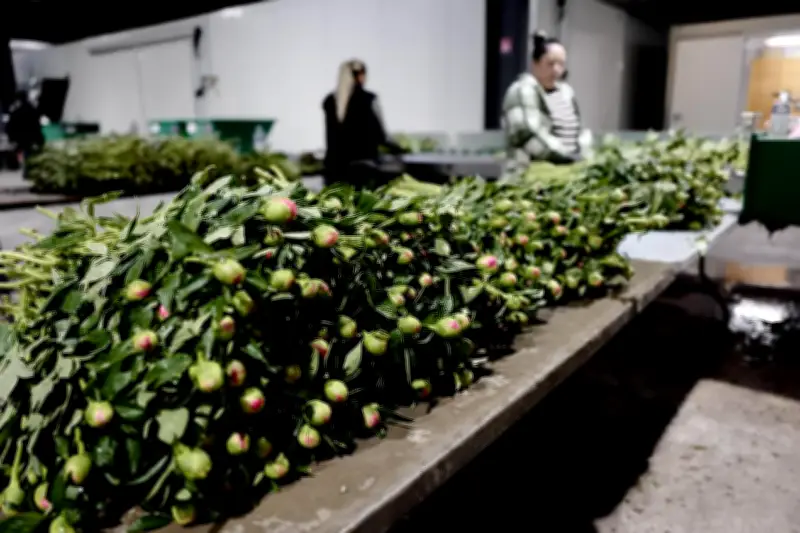 Horticulture varoise : une renaissance florissante malgré les défis