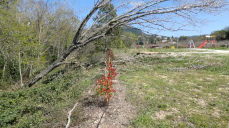 Hérault : après les intempéries, l'urgence de déblayer les arbres tombés dans les rivières