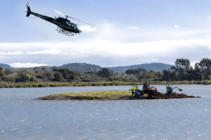 Hyères : des îlots remodelés pour protéger la nidification des oiseaux aux Vieux Salins