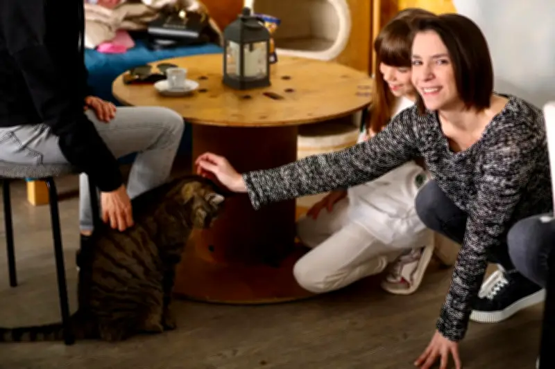 Hyères : Le premier bar à chats du Var séduit toujours après huit ans d'existence