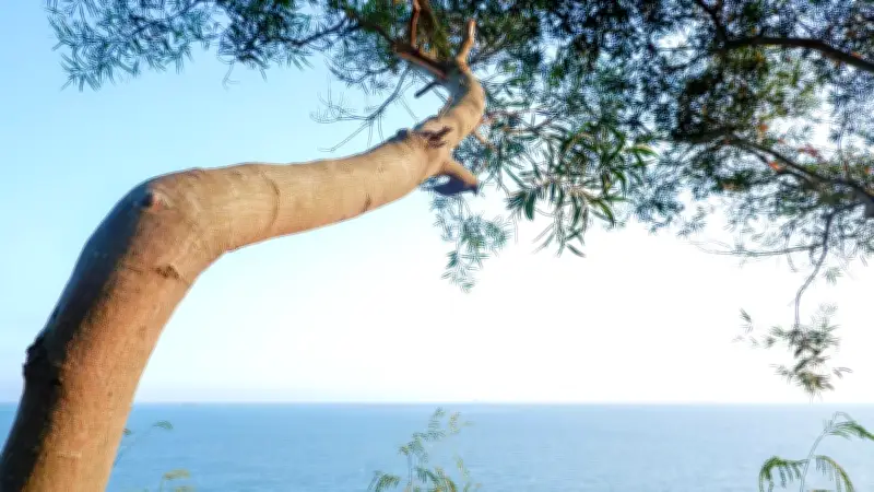 Il abat 16 arbres chez sa voisine pour la vue sur l'océan