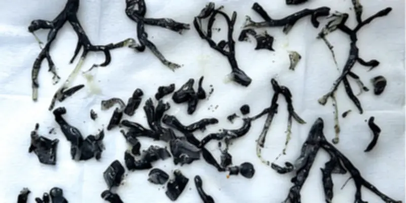 Incendie de forêt : des moulages bronchiques de suie révèlent l'impact des fumées