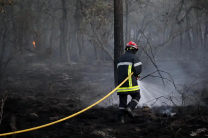 Incendie de forêt en Charente-Maritime : deux hectares de pins détruits