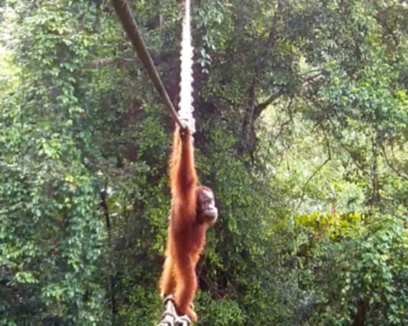 Indonésie : un orang-outan emprunte une passerelle pour la faune sauvage