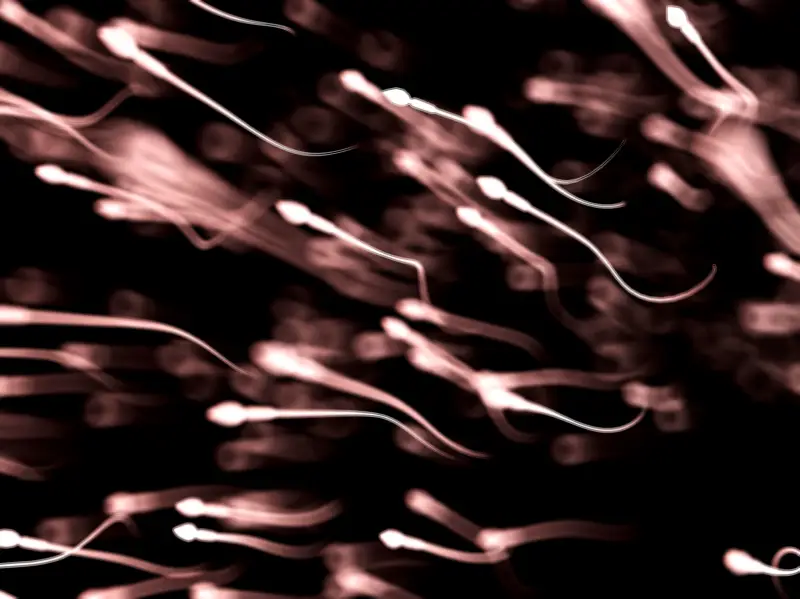 Infertilité en France : une nouvelle étude remet en cause les recommandations d'abstinence