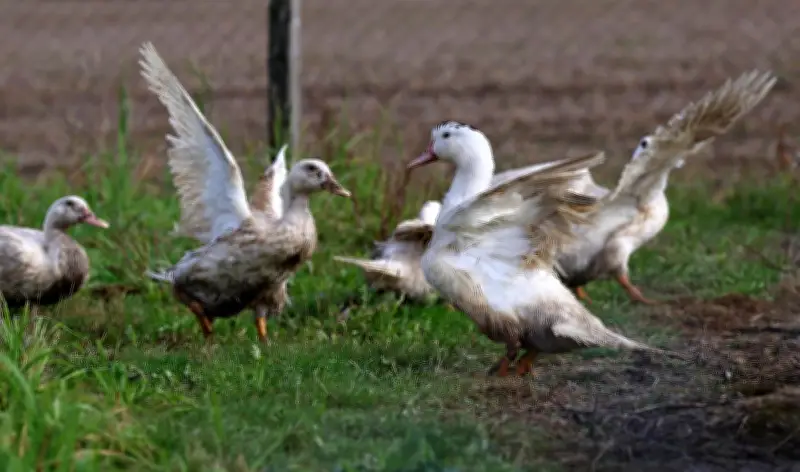 Influenza aviaire en Dordogne : nouveau foyer détecté, mesures de sécurité