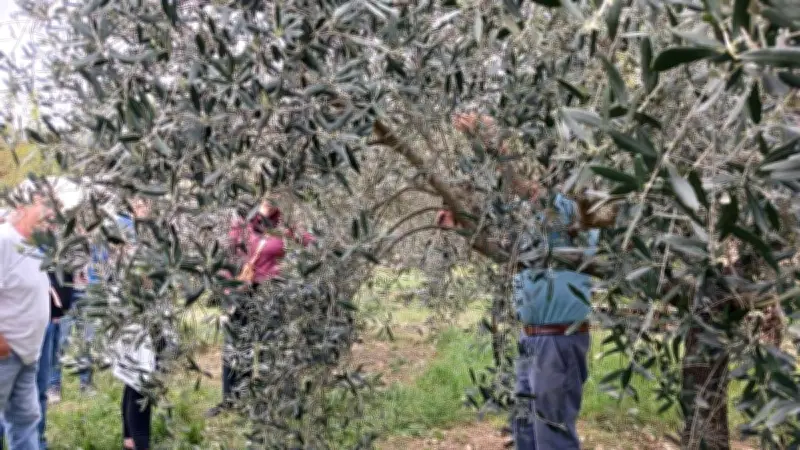 Initiation à la taille des oliviers : un savoir-faire ancestral transmis dans le Gard