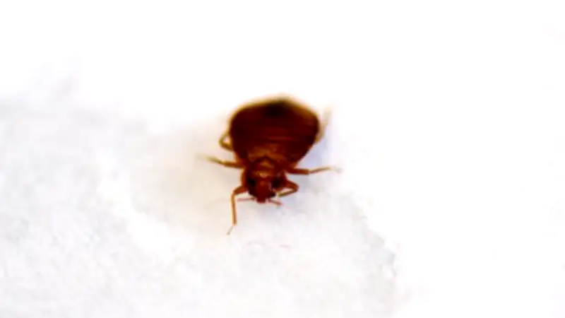 Insecticide interdit Sniper 1000 : plus de 1 000 flacons saisis après des décès liés aux punaises de lit