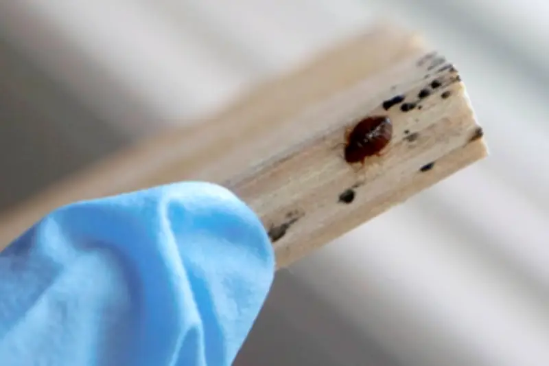 Insecticide interdit Sniper 1000 : quatre morts en France, l'Anses alerte sur un trafic dangereux