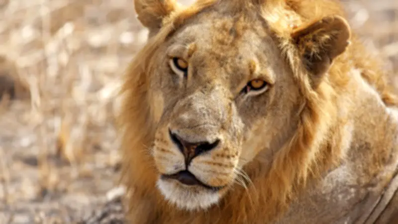 Irak : un homme dévoré par un lion qu'il venait d'acheter comme animal de compagnie