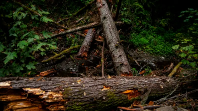 Italie : une femme meurt écrasée par un arbre lors d'une tempête