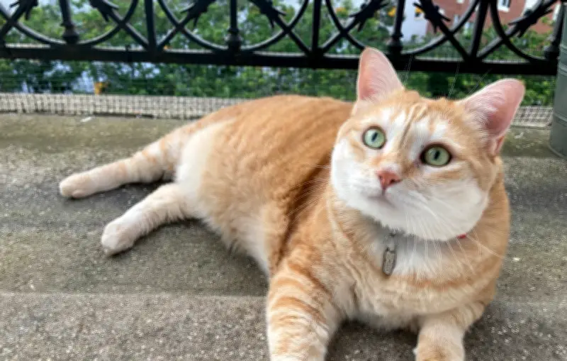 Japon : un traitement révolutionnaire contre l'insuffisance rénale chez le chat