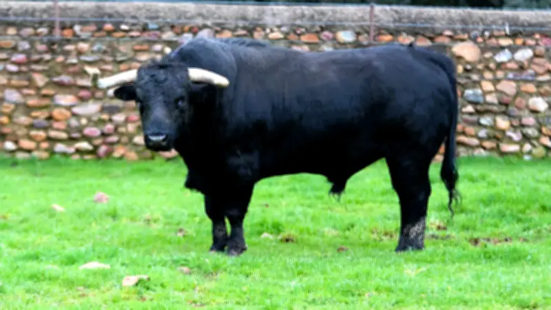 José Cruz : ses novillos et toros pour la temporada 2026 en France