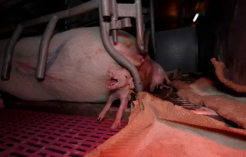 L214 révèle des sévices graves dans un élevage porcin du Morbihan