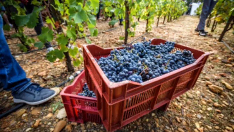La Commission européenne débloque 40 millions d'euros pour soutenir les vignerons français