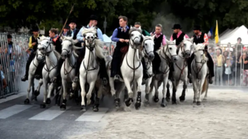 La fédération des manadiers impose une charte pour sécuriser les traditions taurines en Camargue