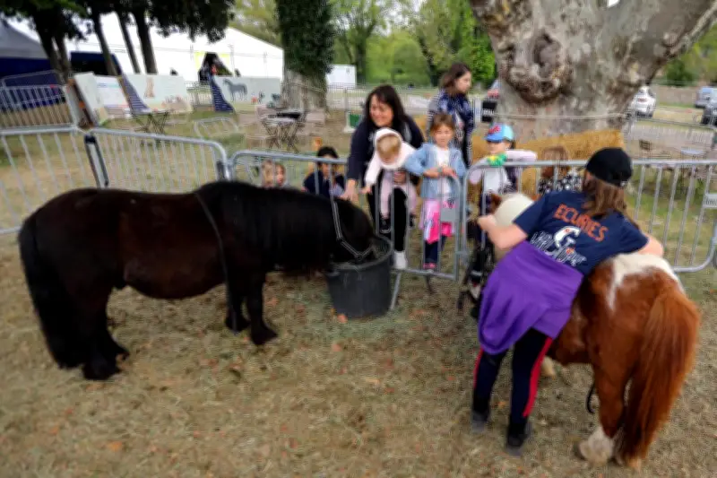 La Foire de Brignoles, centenaire et incontournable, ouvre ses portes pour neuf jours d'animation