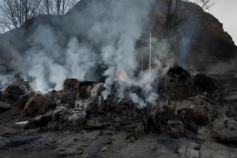 La France face à la menace de la peste porcine africaine : état des lieux et préparation