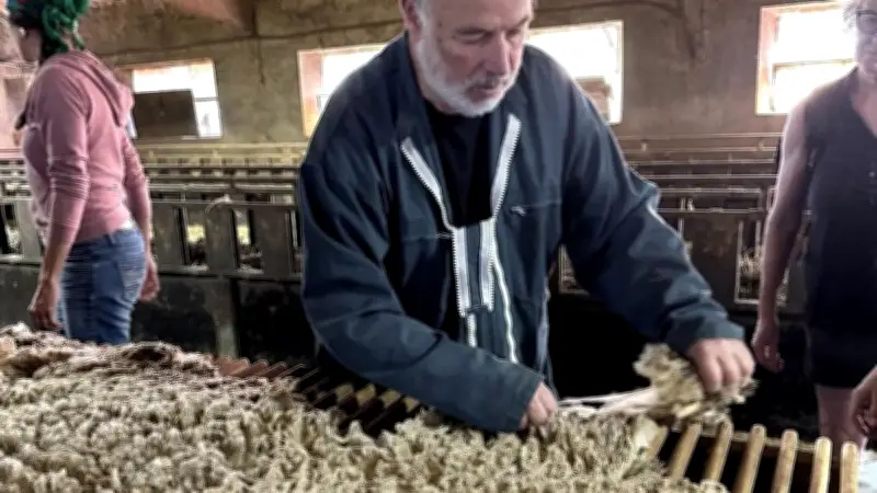 La laine des Grands Causses renaît, tissant une nouvelle économie circulaire en Aveyron