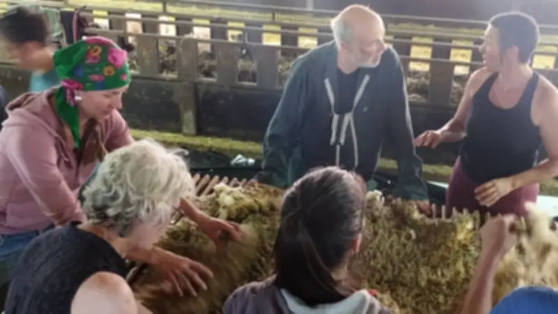 La laine ovine connaît une renaissance dans l'Aveyron grâce à de nouvelles valorisations