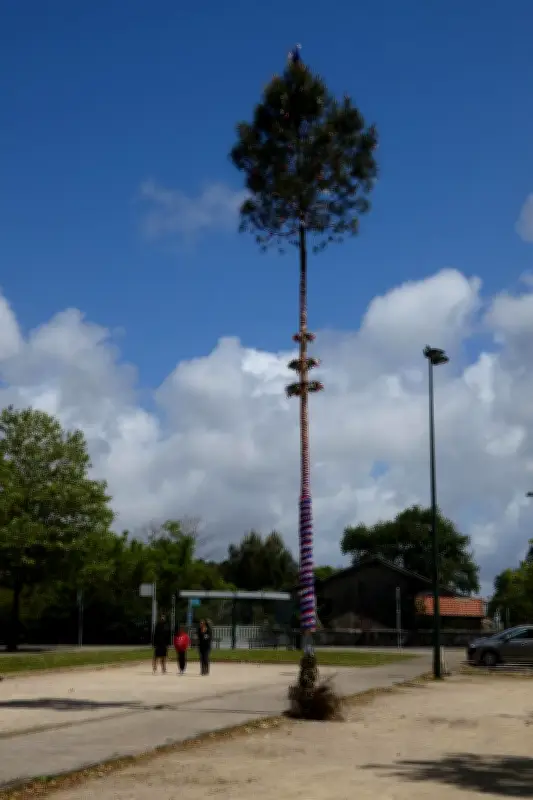 La Mayade : tradition centenaire des pins décorés dans les Landes