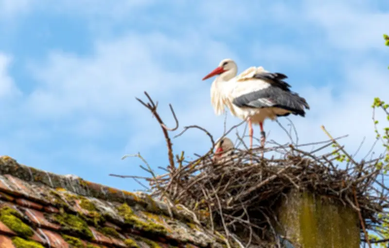 La migration des cigognes perturbée par le réchauffement climatique