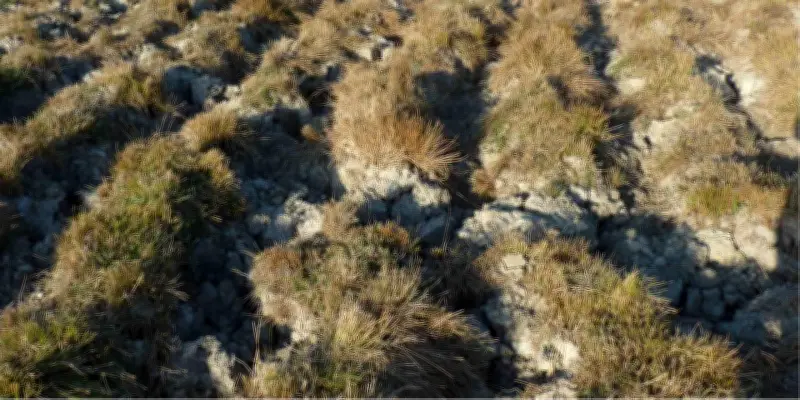 La physique des fluides révèle le secret des mottureaux du Marais poitevin