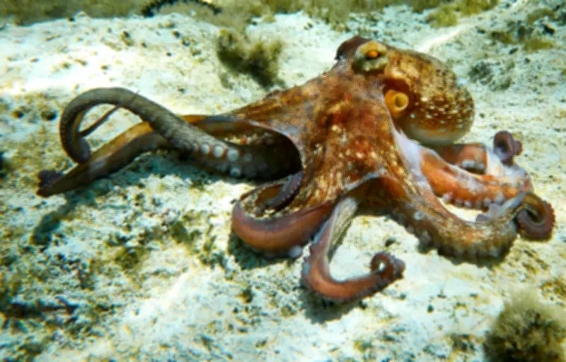 La pieuvre : un maître du camouflage et une intelligence décentralisée fascinante